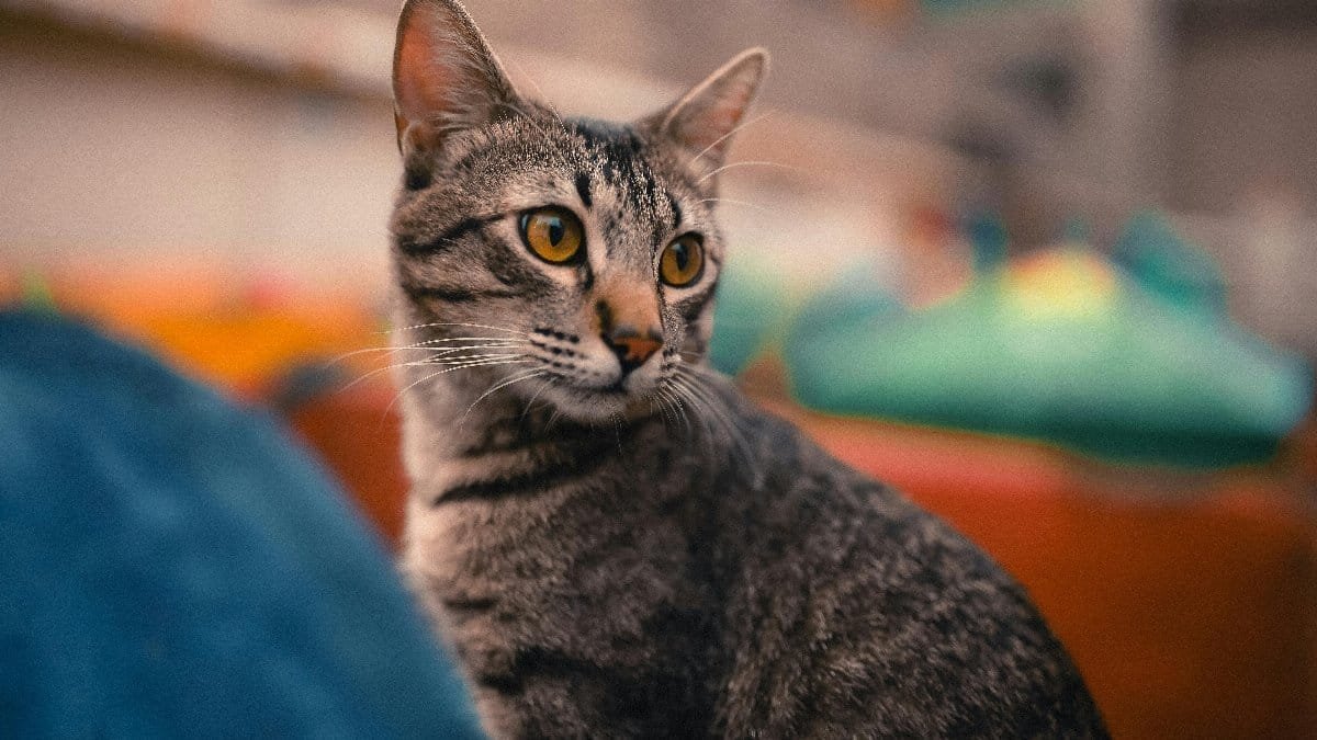 Beautiful tabby cat on a vibrant rooftop setting in Mexico City, capturing urban charm.