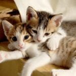 small cat,  cuteness,  sleeping their palate via Pixabay