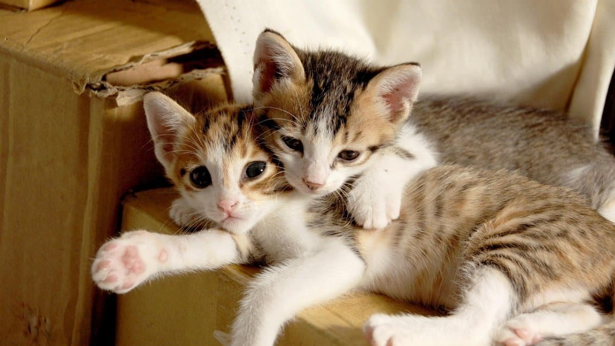 small cat, cuteness, sleeping their palate via Pixabay