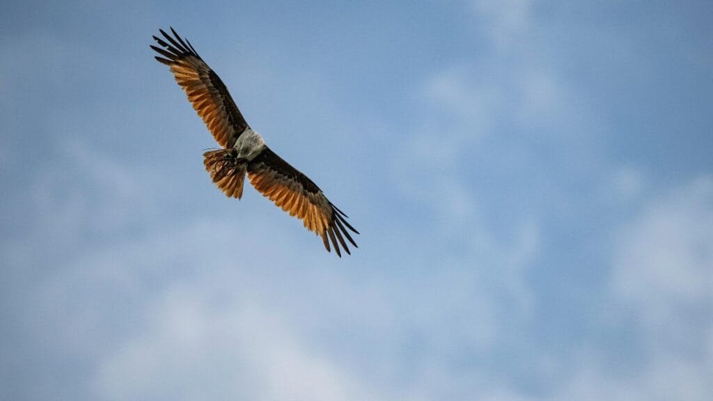 A breathtaking view of an eagle gliding through a clear blue sky, showcasing its powerful wings. via Pexels