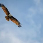 A breathtaking view of an eagle gliding through a clear blue sky, showcasing its powerful wings. via Pexels