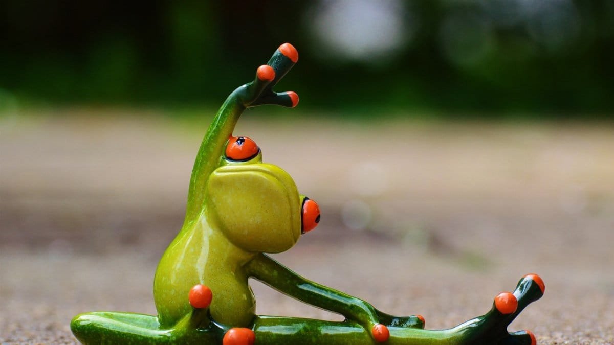 sports, gymnastics, frog, fun, fitness, fit, athletic, training, gymnastics, gymnastics, gymnastics, frog, frog, frog, frog, fitness, fitness, fitness, fitness, fitness, fit, fit, training, training, training via Pixabay