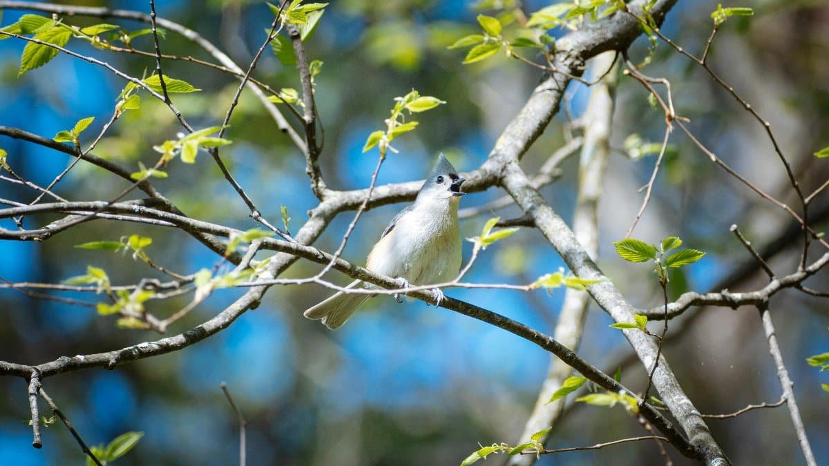 Tufted Titmouse Singing on a Branch 2