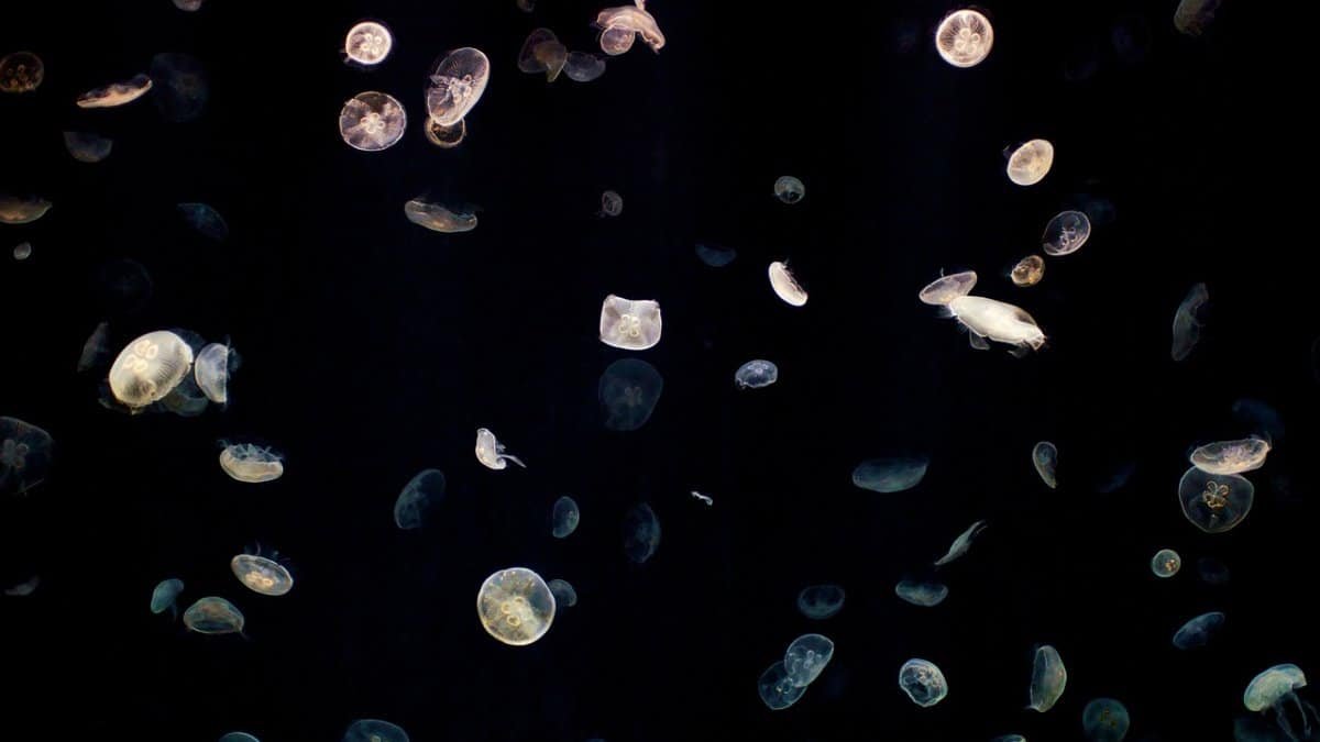jellyfish, sea jellies, animals, sea life, marine life, ocean life, aquatic life, aquarium, osaka, nature, japan