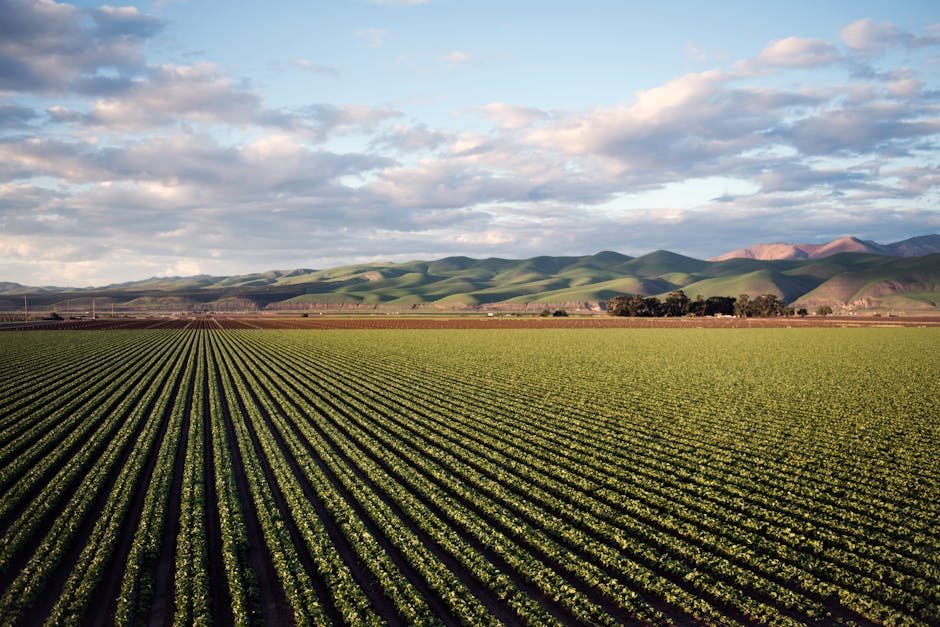 Aerial view of vast farmland with rows of crops and rolling hills in Santa Maria, CA via Pexels