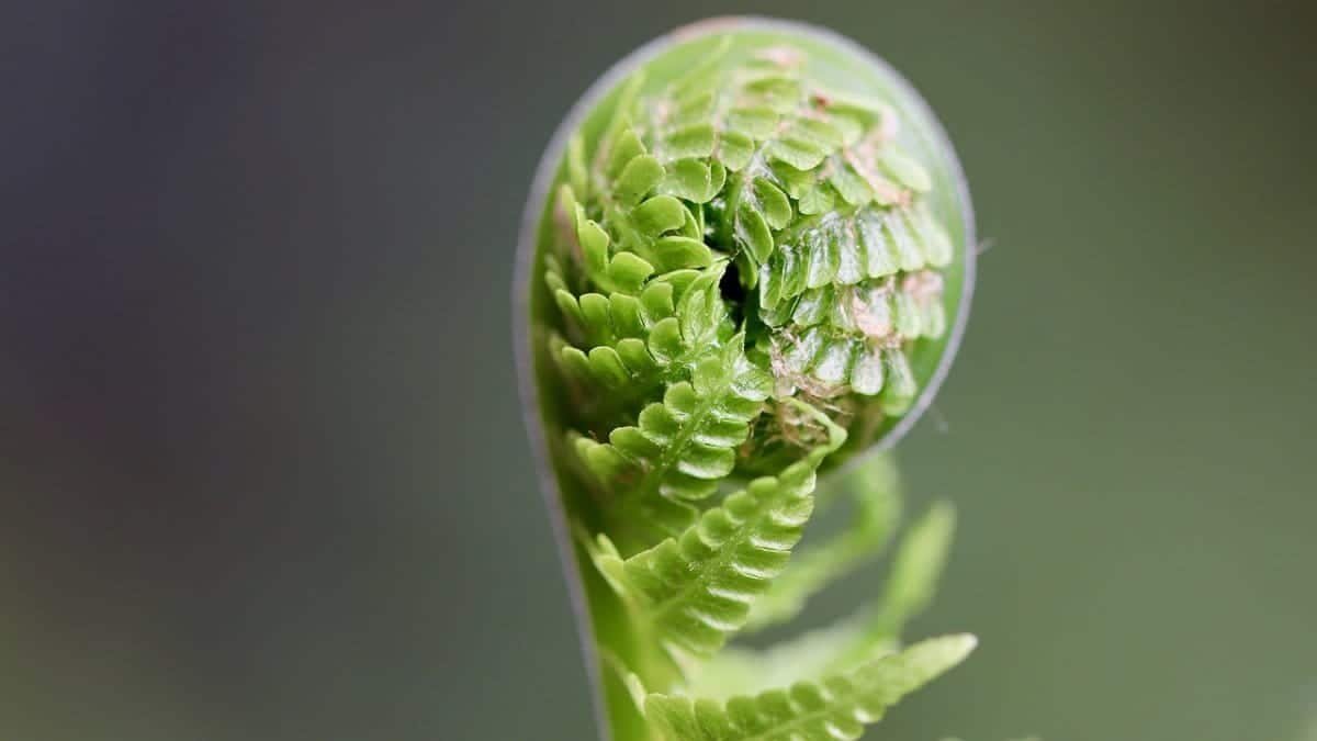 fern, sprout, plant, fern fronds, unfold, growth, spring, flora, nature, unroll, close up, fern, fern, fern, fern, sprout, sprout, growth, growth, growth, growth, growth, spring