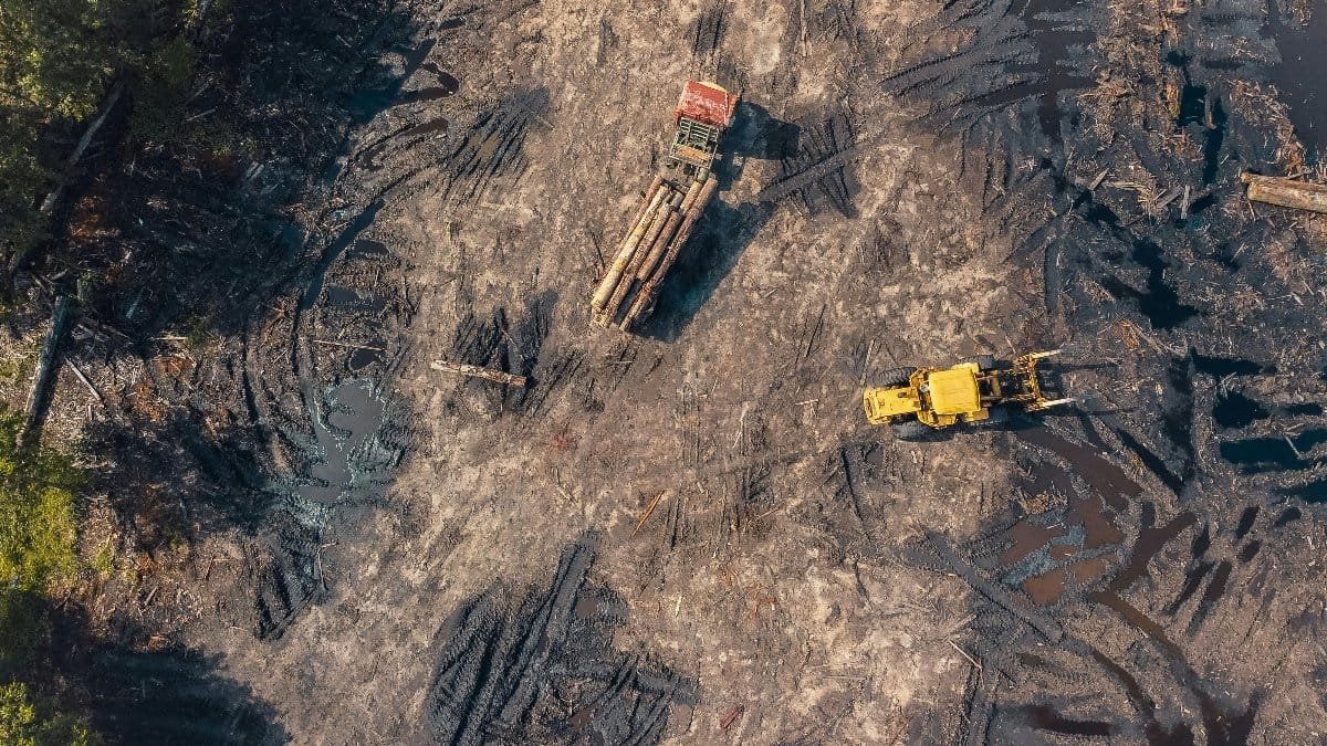 Aerial shot capturing heavy machinery at a deforestation site, highlighting environmental impact.
