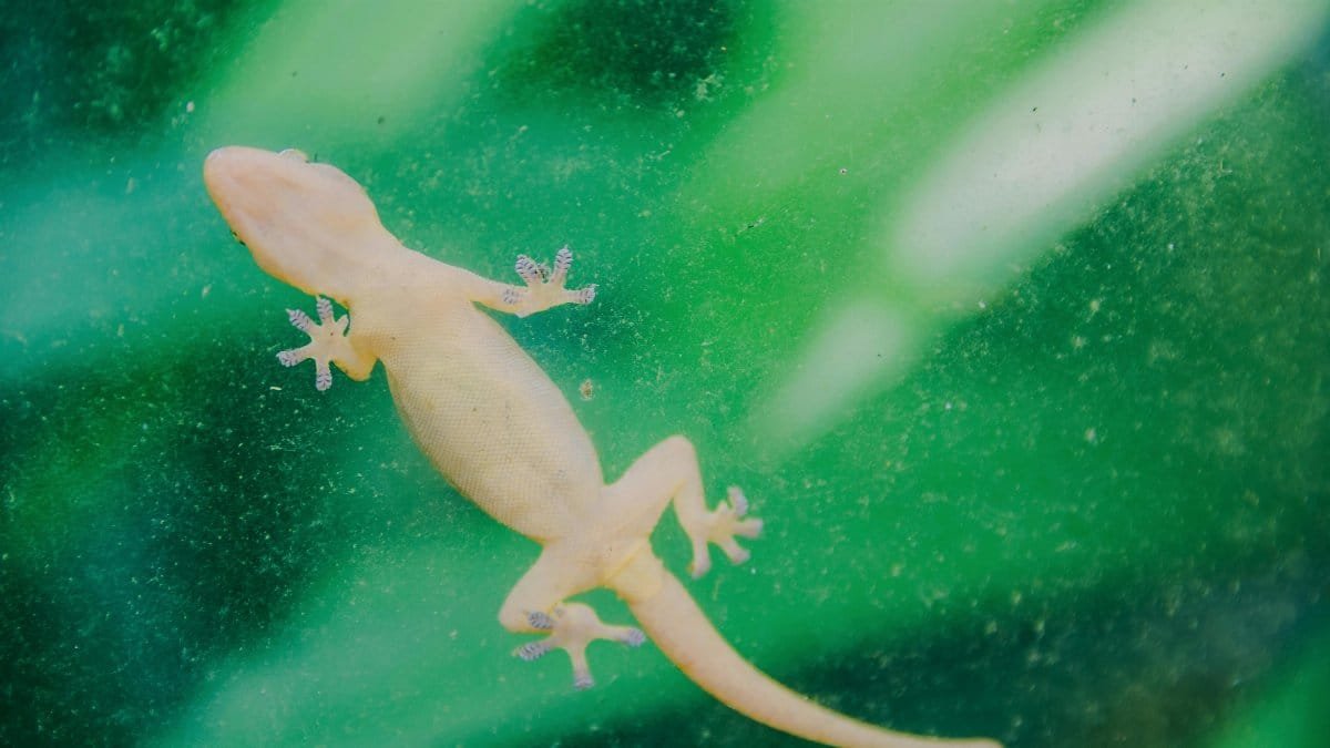 A close-up image of a small gecko on a vibrant green glass surface.