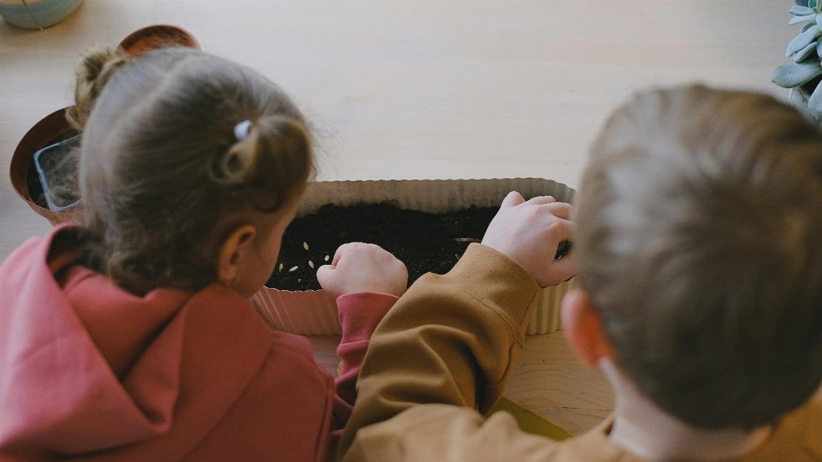 Two children carefully planting seeds in soil indoors, focusing on gardening education.