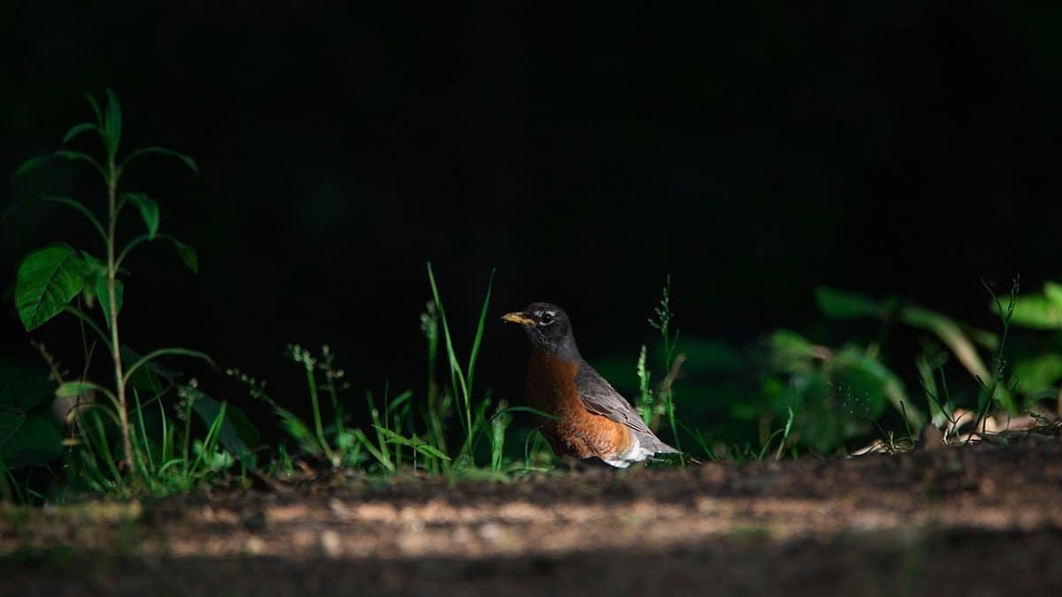 american robin, bird, animal, thrush, robin, wildlife, nature, wildlife photography, wild, beak, spring, meadow, american robin, american robin, american robin, american robin, american robin, robin, robin, nature, spring, spring