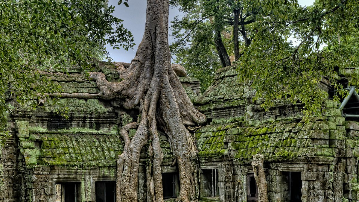 Majestic roots entwine the ancient Ta Prohm temple, a UNESCO World Heritage site in Cambodia.