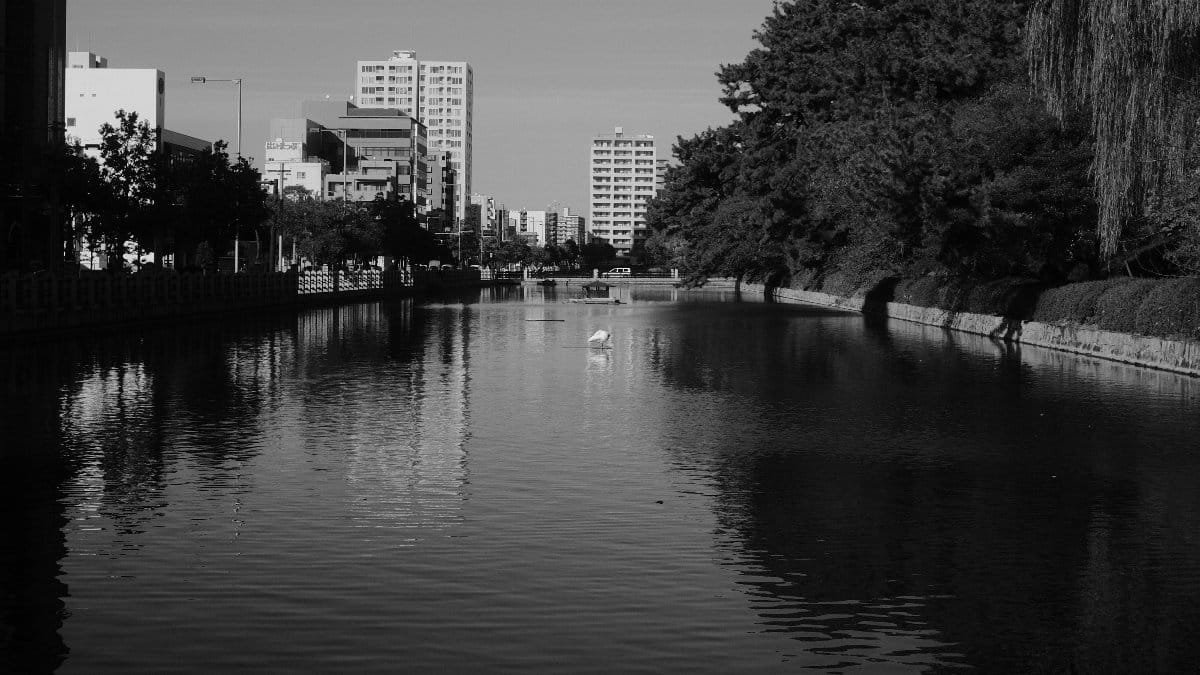 Black and white view of a tranquil city canal lined with trees and high-rise buildings.