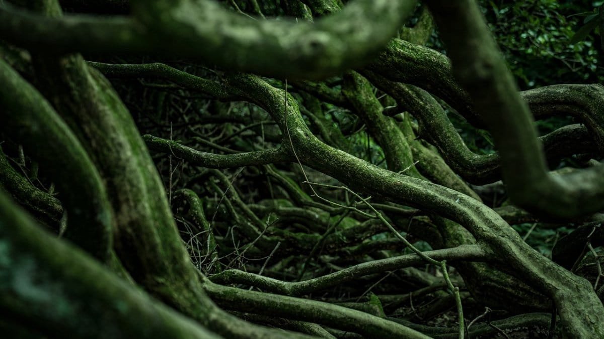 roots, woods, forest, nature, roots, roots, roots, roots, roots
