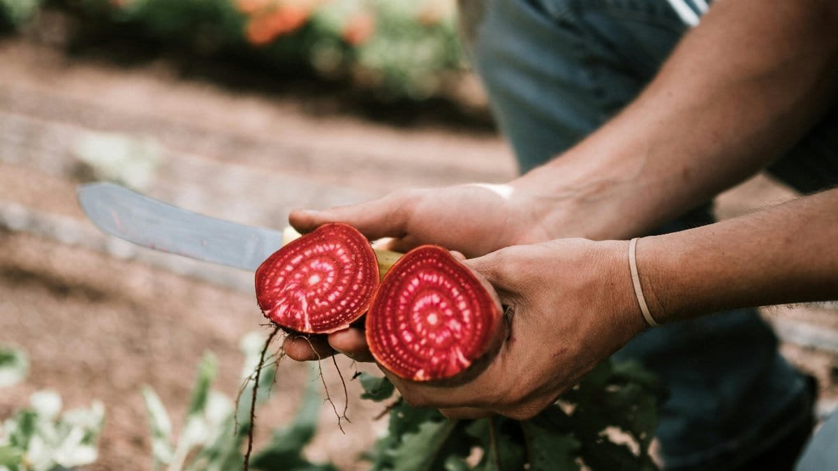 A farmer cutting fresh organic beetroot in the garden on a sunny day, highlighting healthy lifestyle and farming.