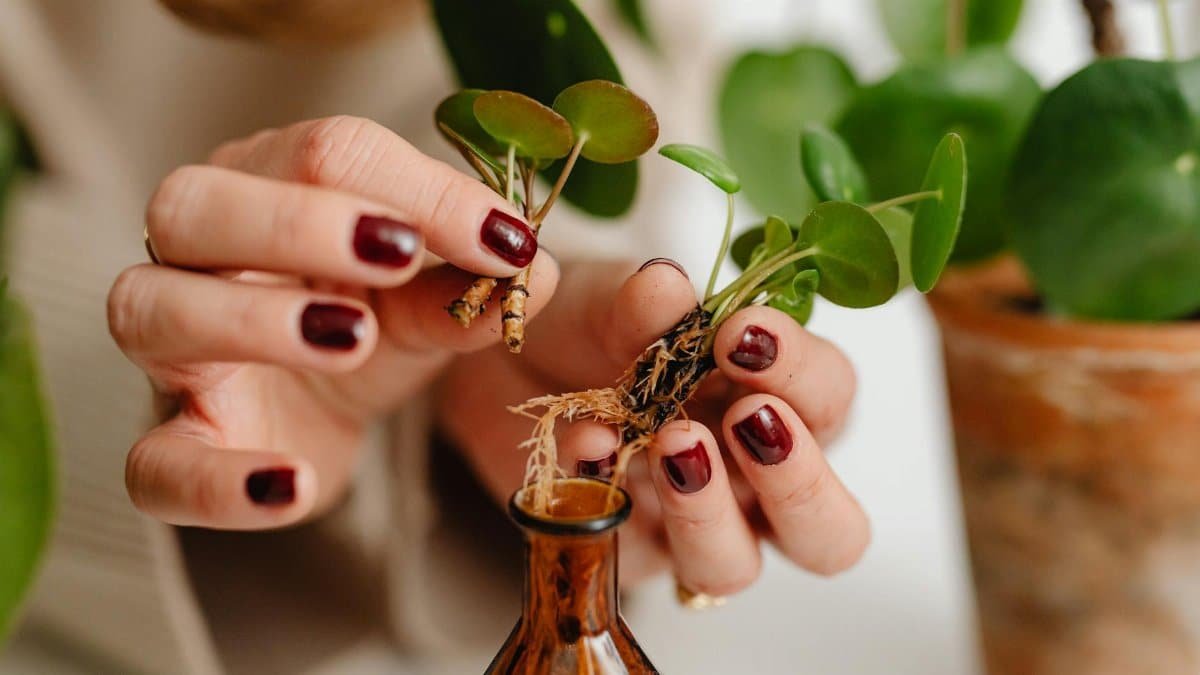 Hands placing a Pilea plant cutting with roots into a small glass bottle. Ideal for gardening and home decor themes.