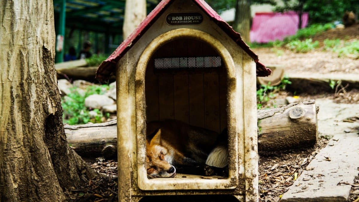 animal, fox, nature, sleep, sleeping, cute, sleep deprivation