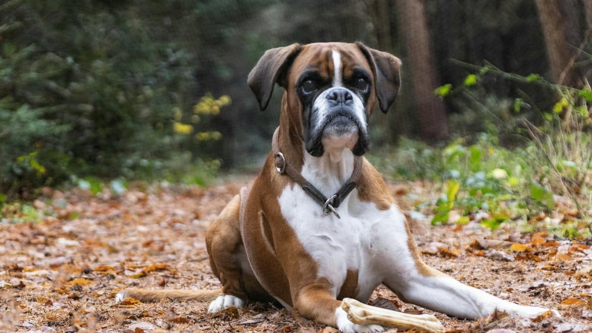 A charming boxer dog lies on a forest path during autumn, showcasing its elegance.