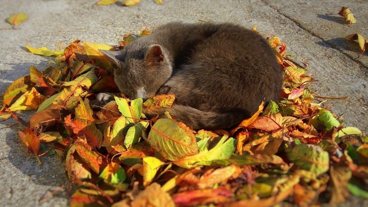 cat,  animal,  autumn,  pet,  gray,  letter,  learn more sleeping