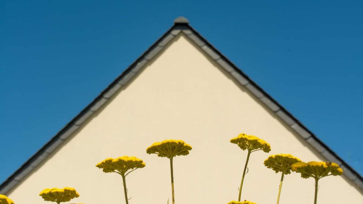 A modern architectural house facade with yellow wildflowers against a clear blue sky.