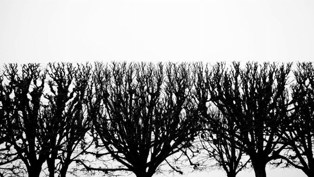 Row of silhouette trees in winter, pruned and leafless against a cloudy sky.