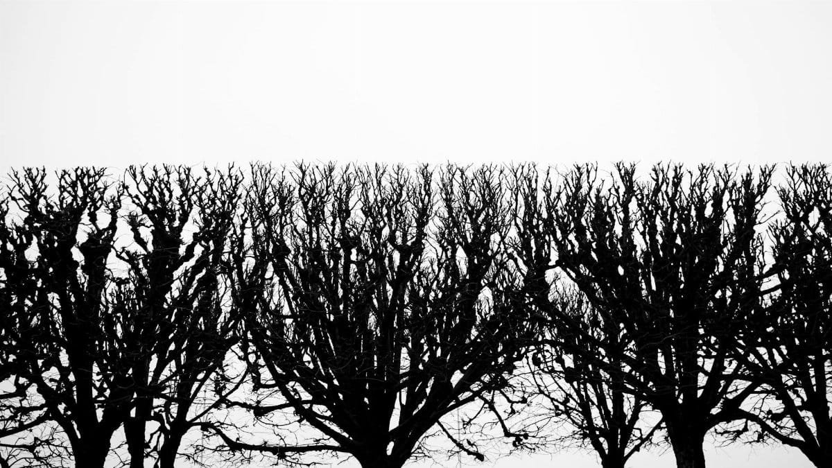 Row of silhouette trees in winter, pruned and leafless against a cloudy sky.