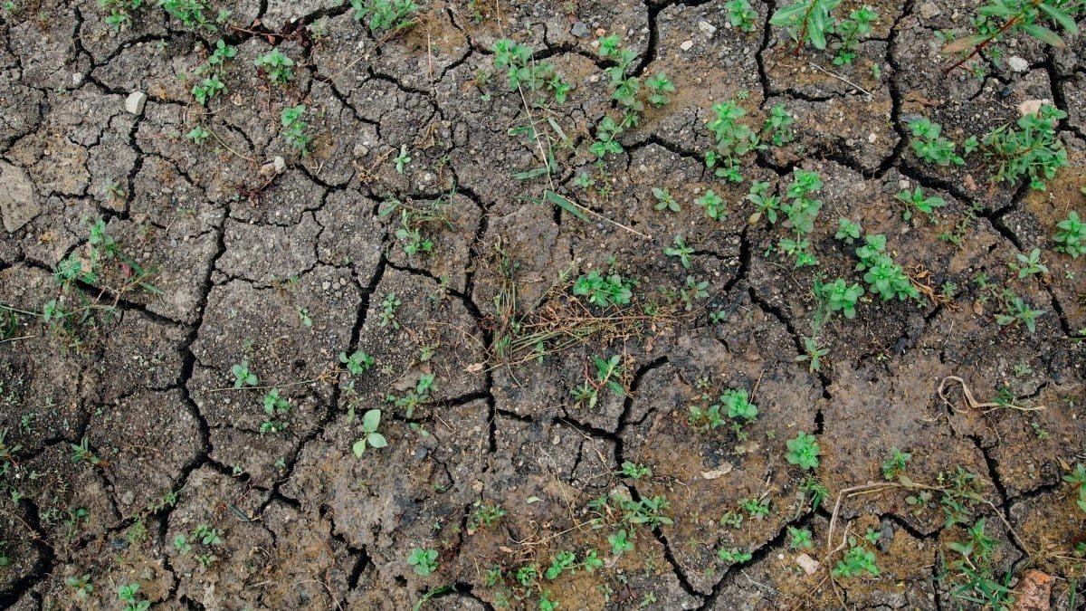 Aerial view of cracked, dry earth with emerging green plants, symbolizing resilience.