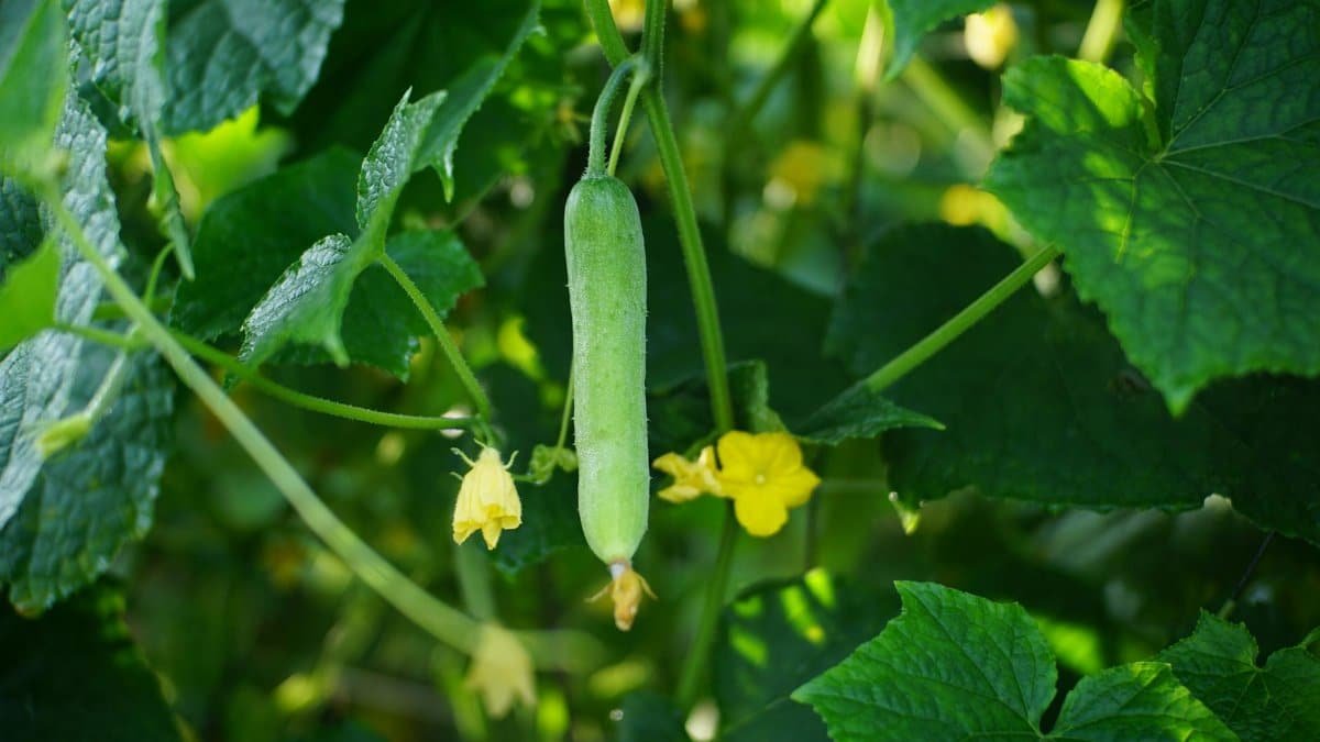 Close-up of a growing cucumber hanging from the vine with surrounding green leaves and yellow flowers.