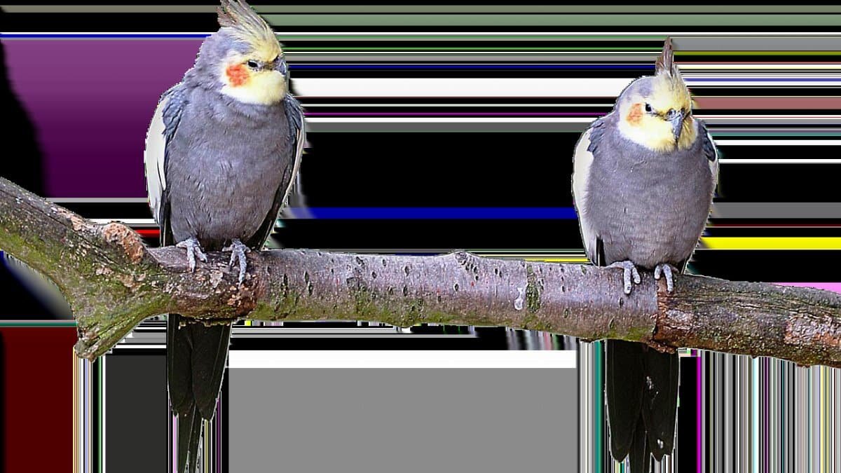 isolated,  parakeets,  birds,  more,  nature,  wildlife,  isolated,  more,  more,  more,  more,  more,  wildlife via Pixabay