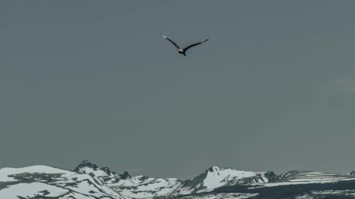 A lone eagle soars over snow-covered peaks beneath a serene sky, evoking majestic tranquility. via Pexels