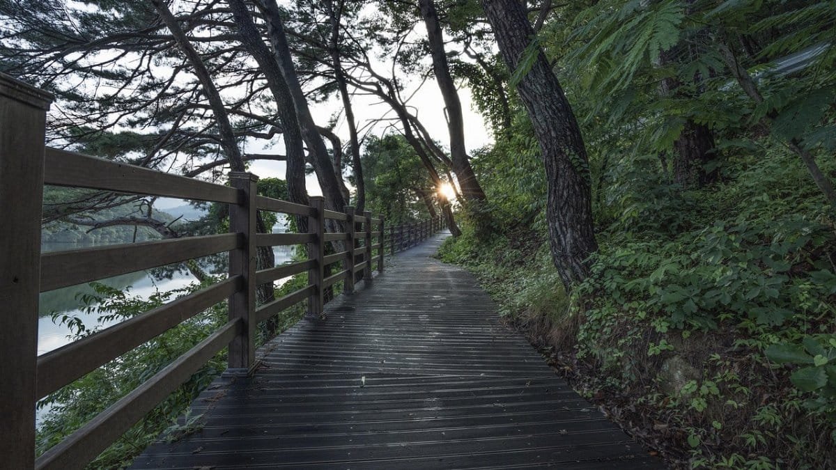 walk,  free,  park,  tree,  landscape,  forest,  break,  trail,  nature,  healing,  quiet,  green,  colonnade,  road,  still,  free,  free,  healing,  healing,  healing,  healing,  healing