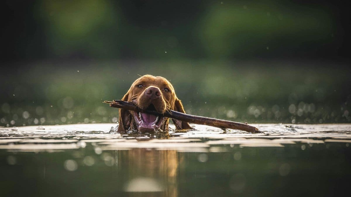 A brown dog joyfully swims in a lake fetching a stick on a sunny day.