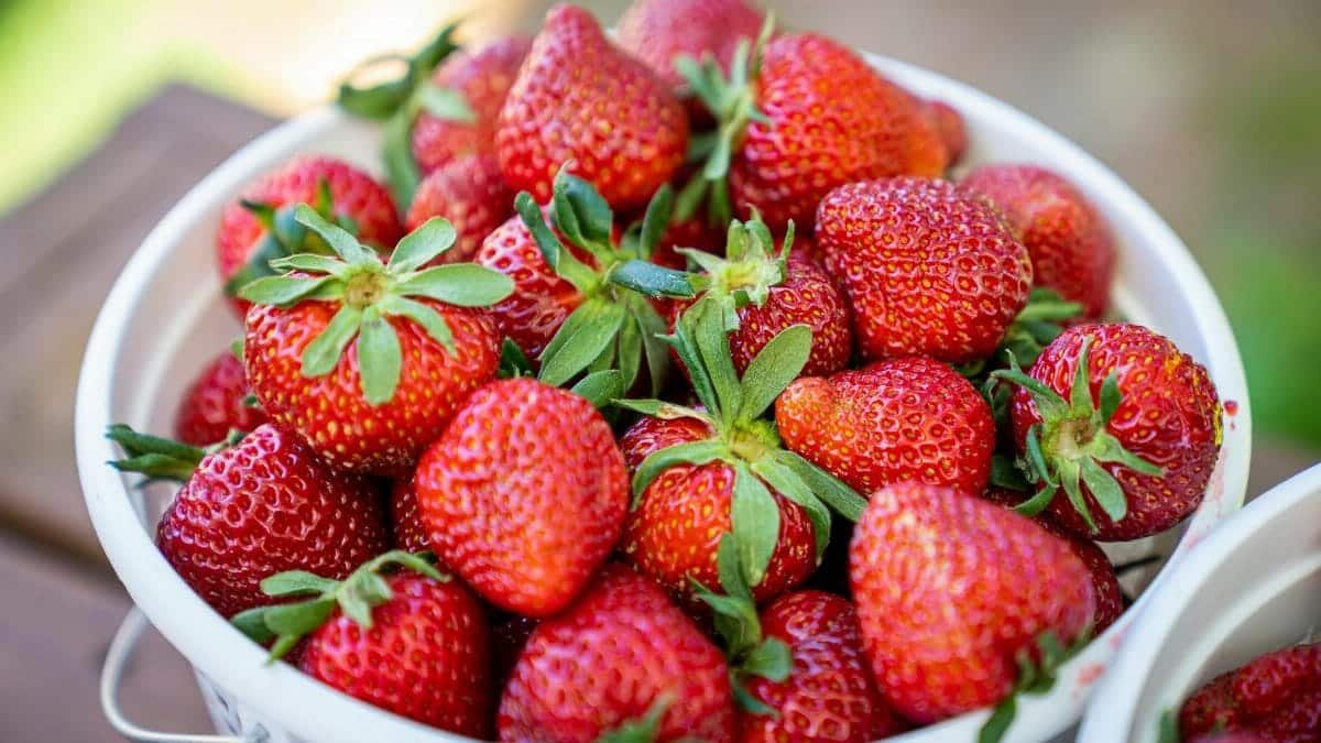 Close-up of fresh, juicy strawberries in a white bowl, highlighting their vibrant red color.