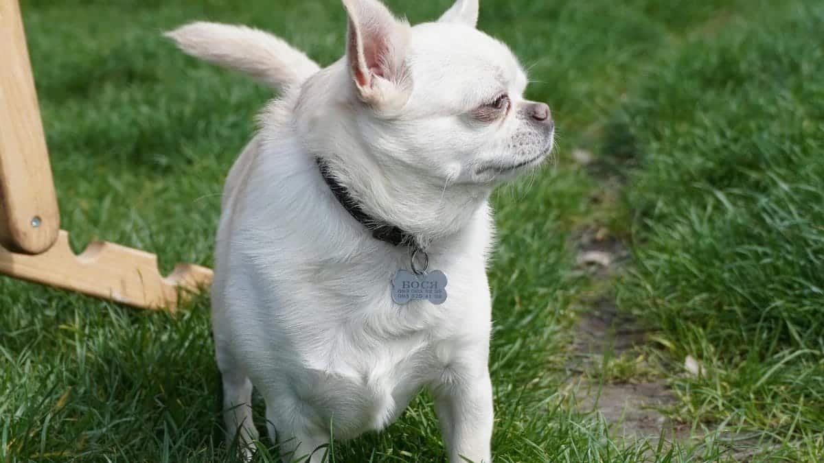 White Chihuahua Dog with Name Tag Standing on Green Grass