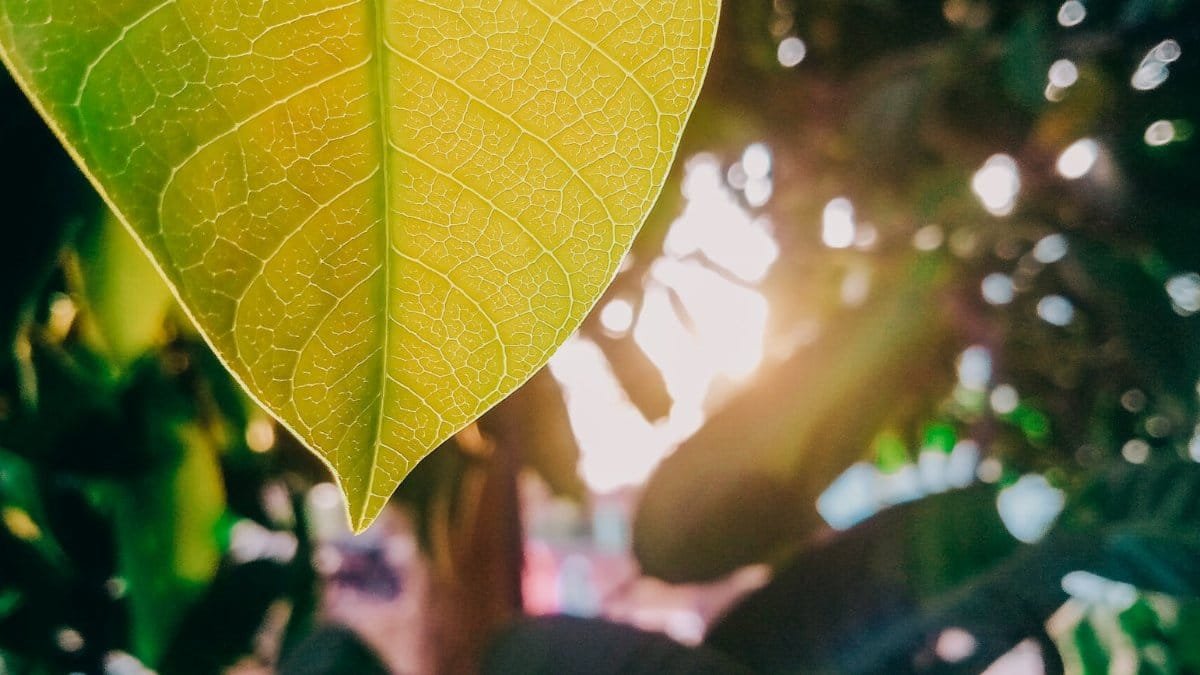 Close-up macro shot of a green leaf with sunlight filtering through, highlighting its veins.