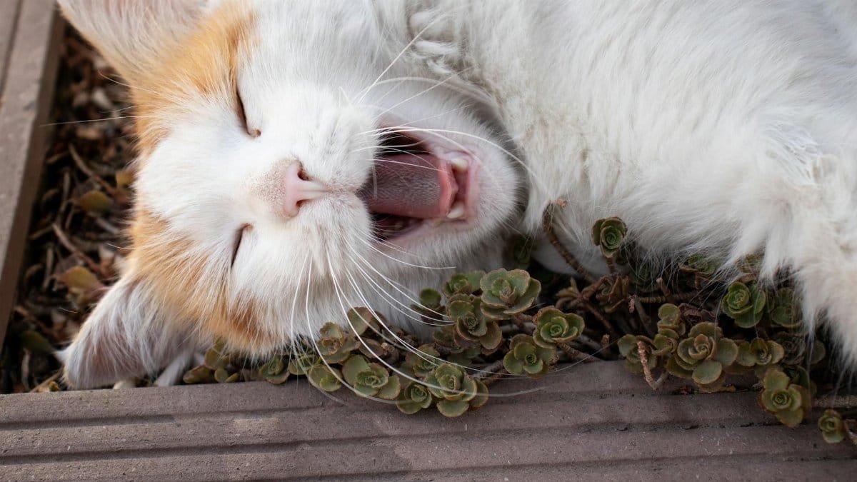 A white and orange domestic cat yawning while lying on a wooden deck with small plants.