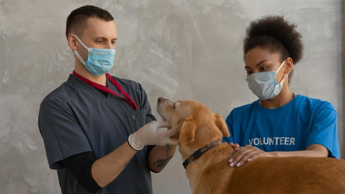 A veterinarian and a volunteer attend to a dog during a check-up in a veterinary clinic.