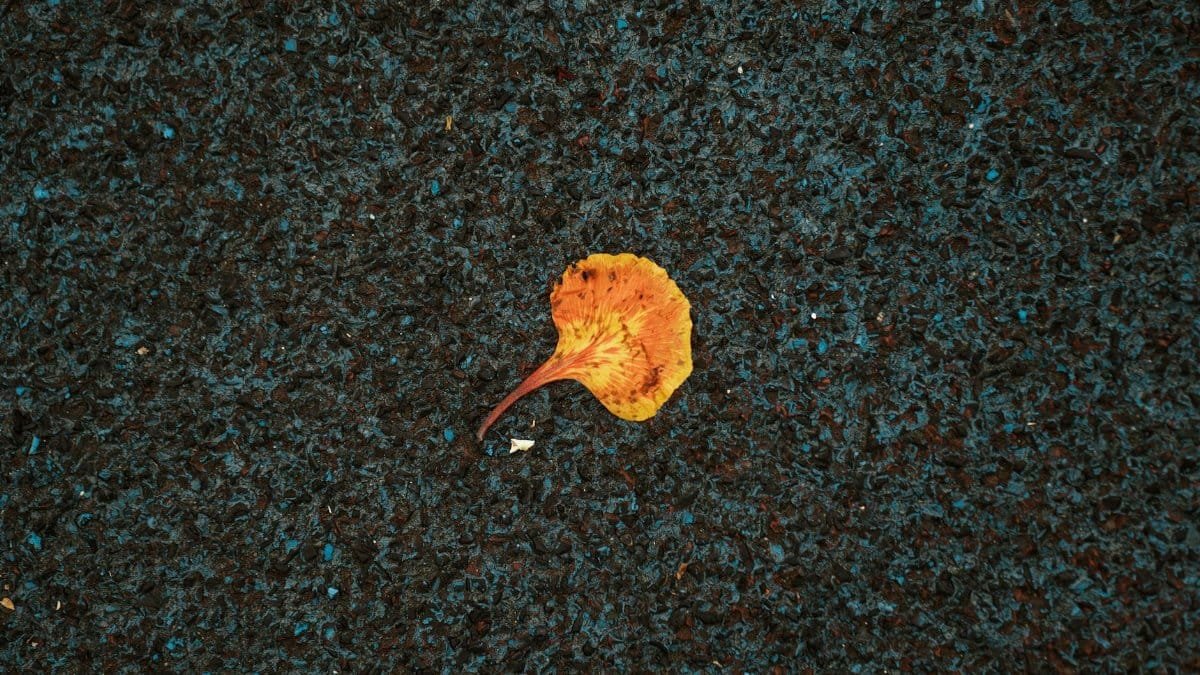 A single yellow leaf resting on dark textured asphalt for a minimalistic fall feel.
