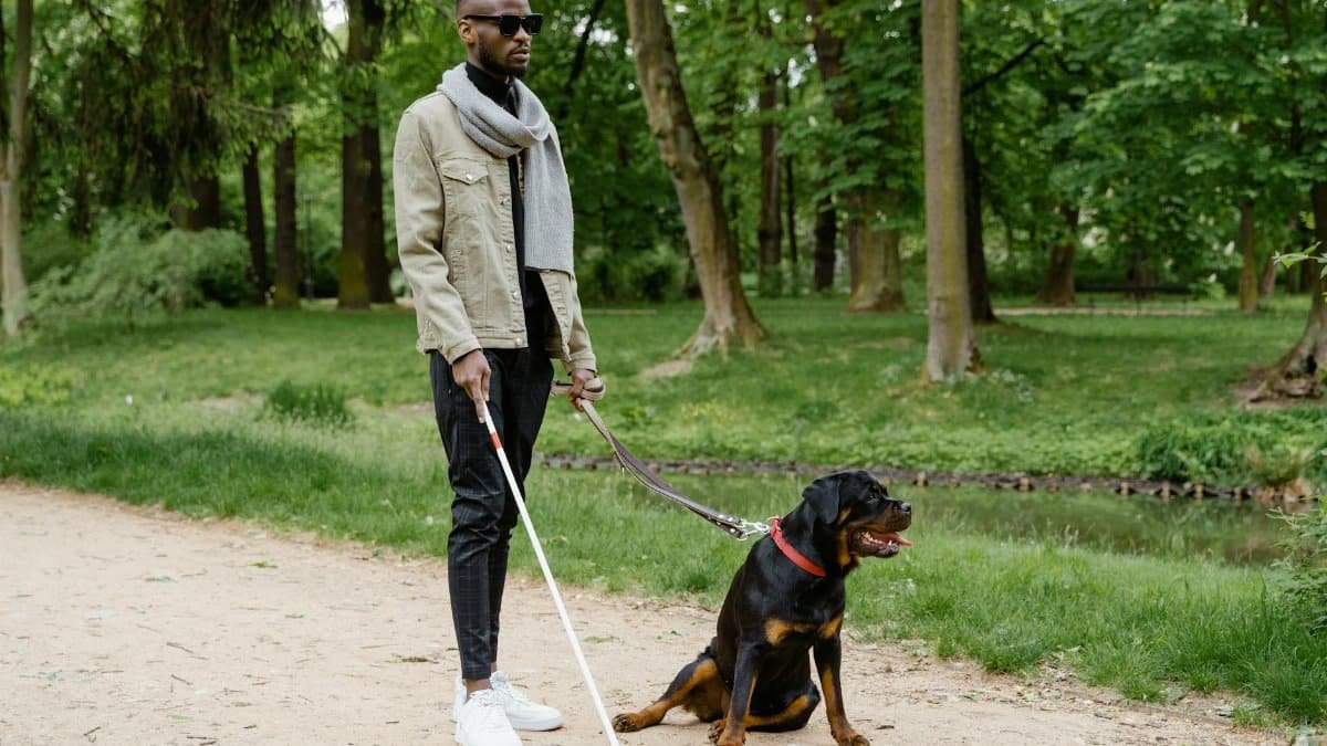 Blind man with a guide dog walking along a pathway in a green park setting.
