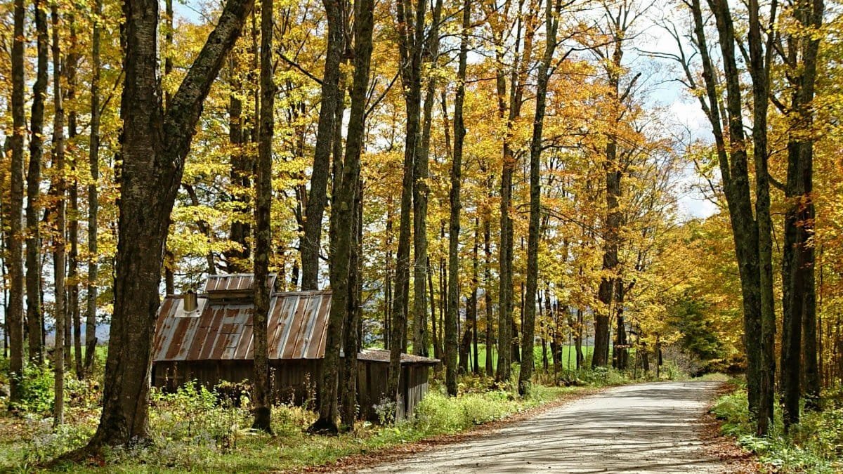 Scenic autumn view of a rustic shack along a rural road in Newark, Vermont.
