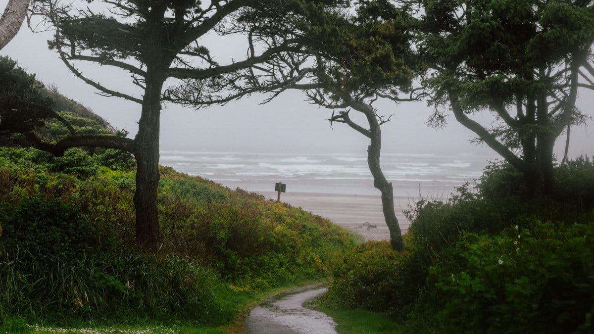 Beautiful path leading to a foggy beach through lush green trees in Oregon, USA.
