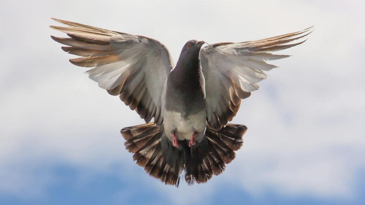 Graceful dove captured mid-flight with wings fully spread against a clear blue sky.