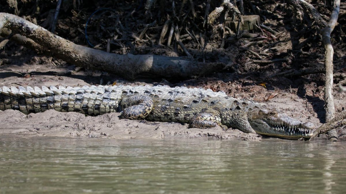 Close-up of an American crocodile resting by the water in Everglades National Park.