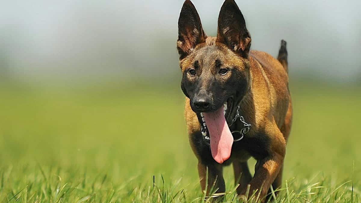 A lively Belgian Malinois dog running in an open grassy field, full of energy.