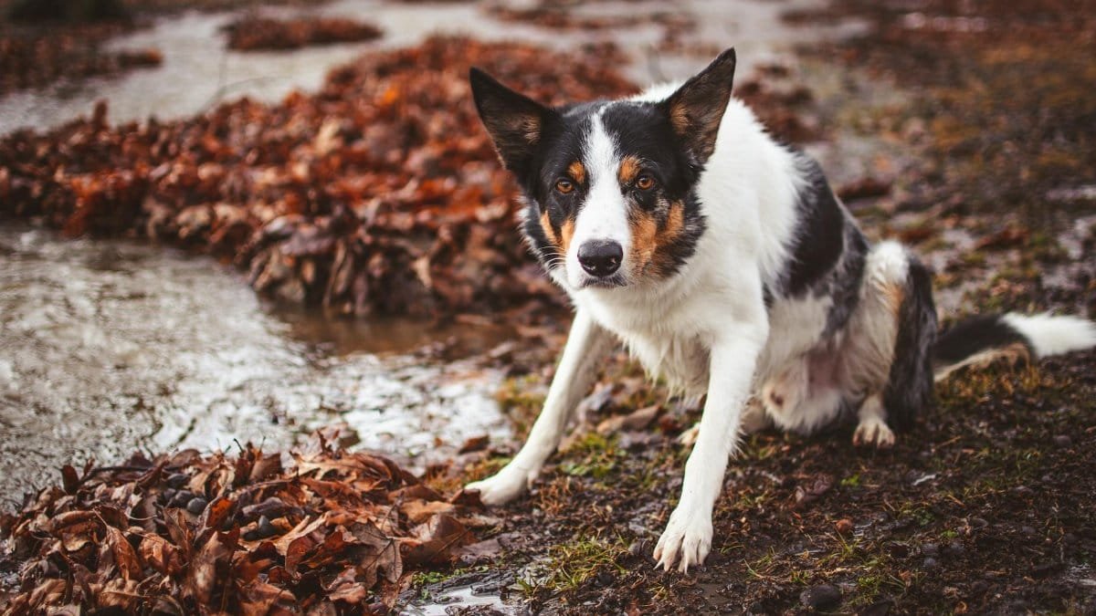A Border Collie sits by a creek surrounded by fallen autumn leaves, capturing a serene outdoor moment.