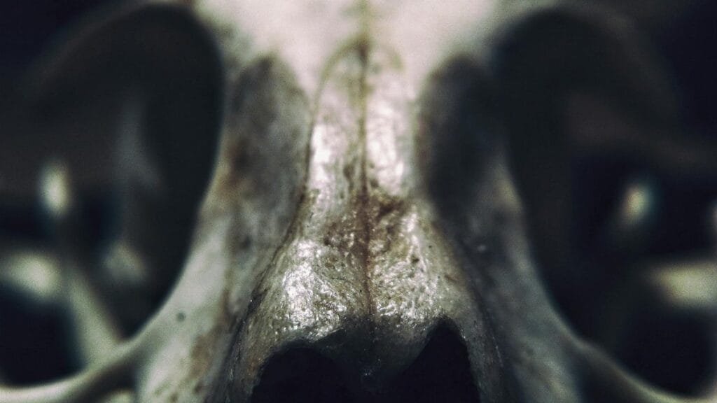 Detailed macro shot focusing on the surface texture of an animal skull, providing an eerie yet scientific perspective.