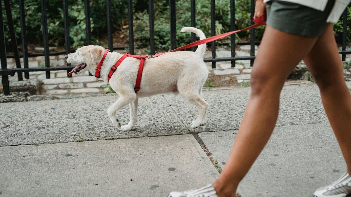 Side view of anonymous ethnic female wearing shorts strolling with dog on leash on pavement near metal fence on street