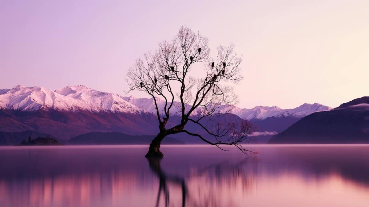 A serene landscape at dawn featuring a lone tree in a lake against snow-capped mountains.