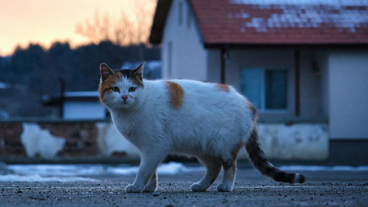 A white and brown cat walking on a paved path near a house in a winter setting.