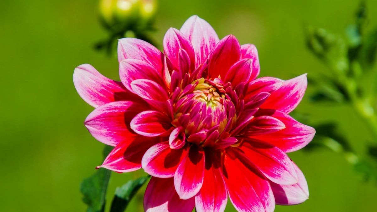 Close-up of a vibrant pink dahlia flower in full bloom against a green background, captured outdoors.