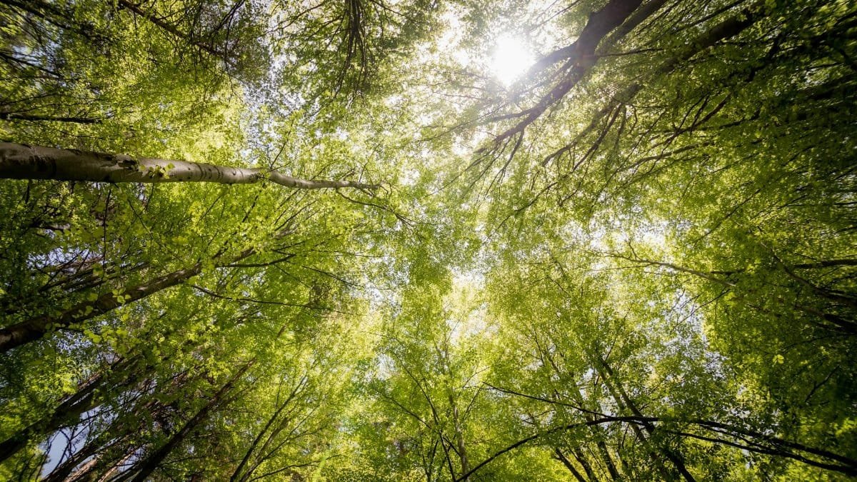 Sunlit view of green trees in a forest looking upwards, captured in daylight.